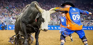 HLSR bull with rodeo clown