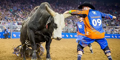 HLSR bull with rodeo clown
