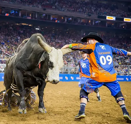 HLSR bull with rodeo clown