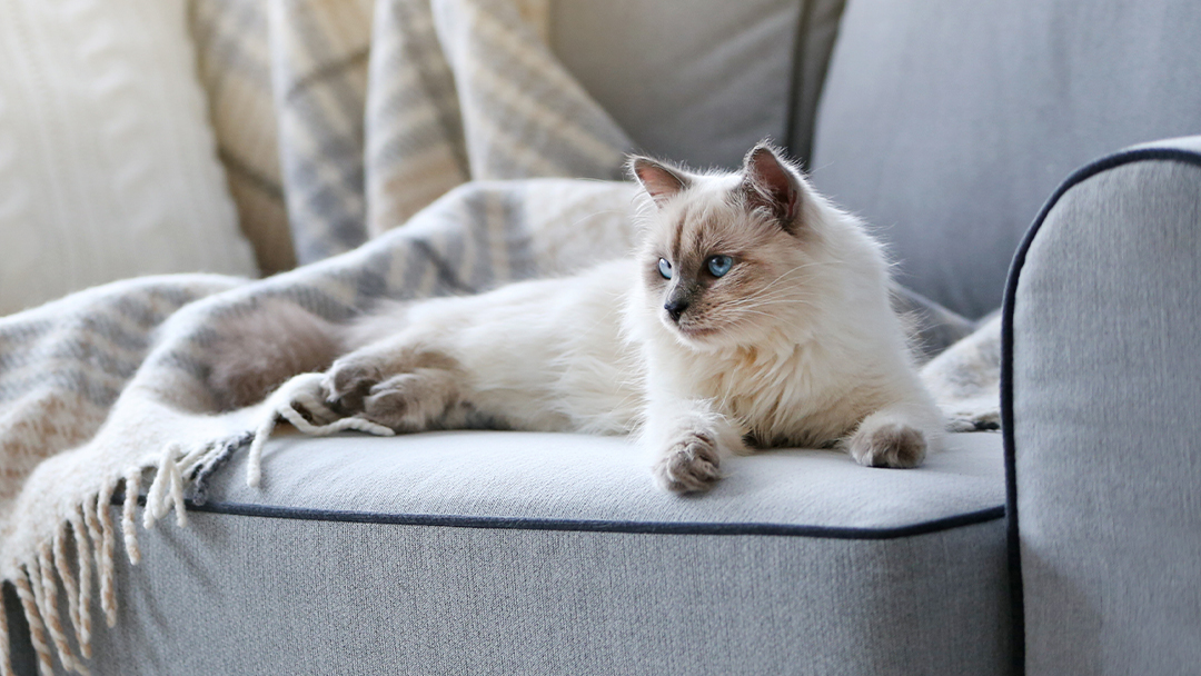 Ever wish you could call your cat?
