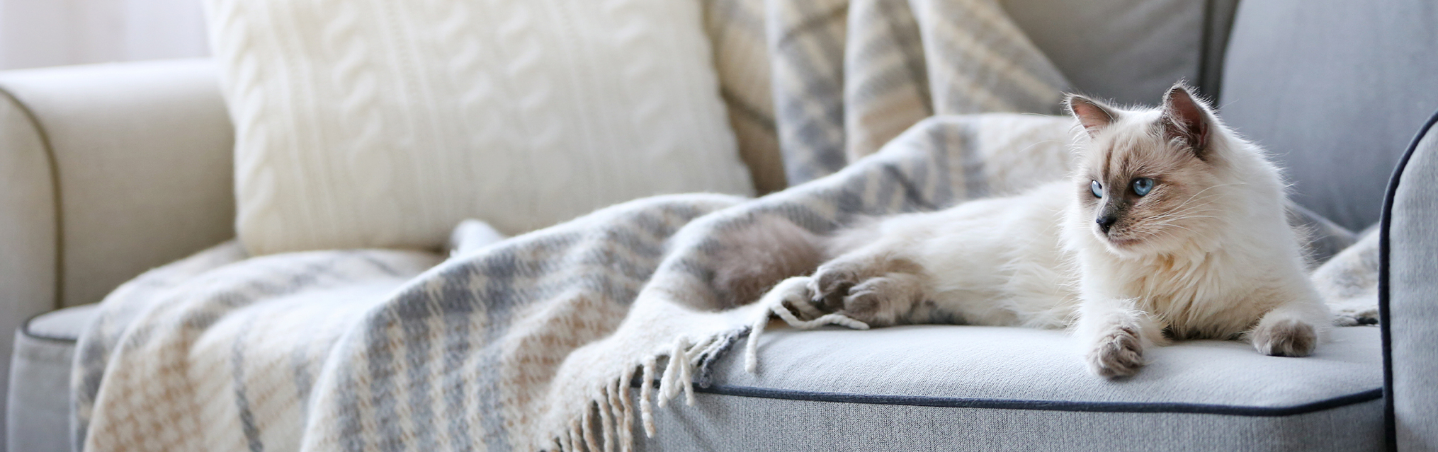 Ever wish you could call your cat?
