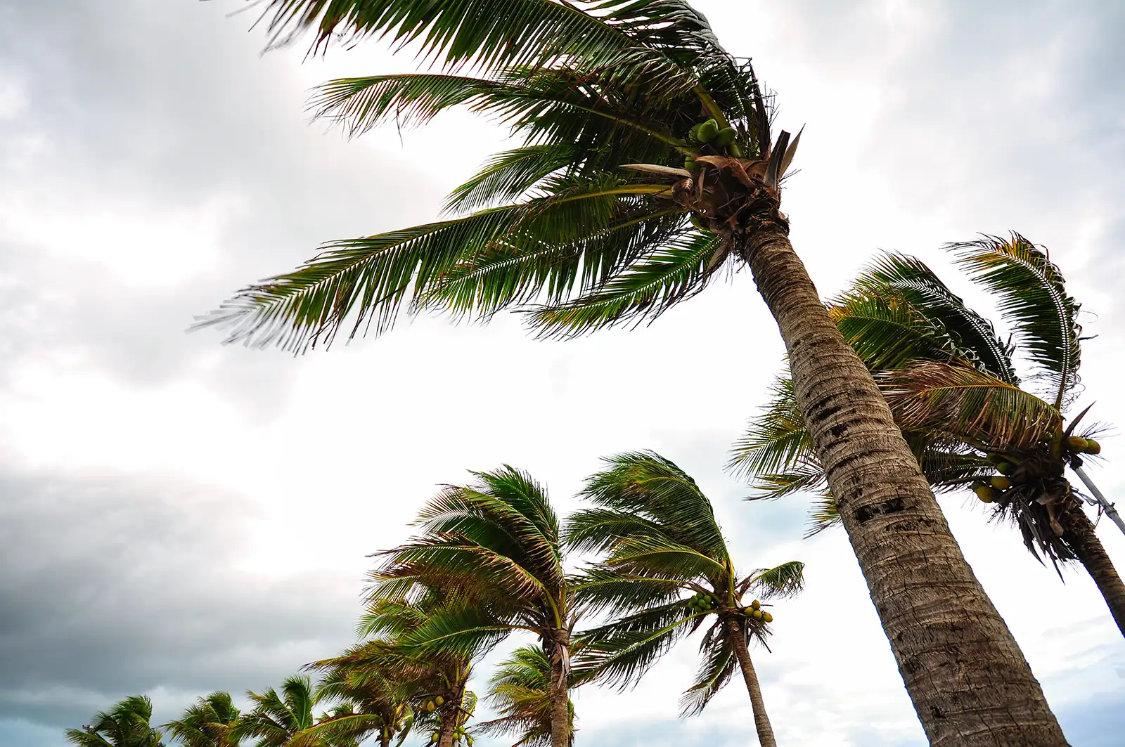 Palm trees blowing in the wind against a stormy sky